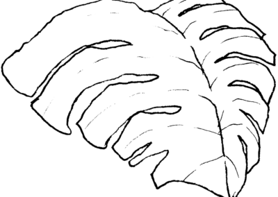 outline of a monstera leaf